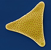 Diatom,SEM