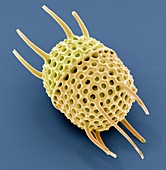 Diatom,SEM