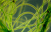 Blue-green alga,Oscillatoria