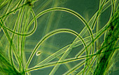 Blue-green algae