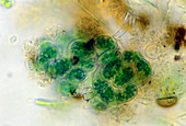 Blue-green alga,Chroococcus