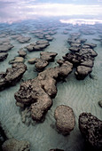 Stromatolite structures blue-green algae