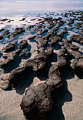 Stromatolite structures of blue-green algae