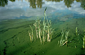 Lake discoloured by blue green algae