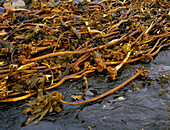 Kelp,Laminaria,washed up on the shore