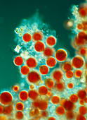 Colony of red alga,Porphyridium