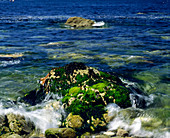 Seaweed-covered rock