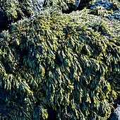 Rock covered in channeled wrack seaweed