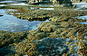 'Sea Grapes',seaweed Hormosira banksii
