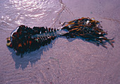 Saccorhiza seaweed on beach