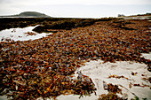 Seaweed covered beach