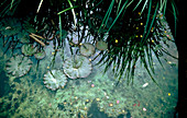 View of pond life