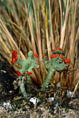 Macrophotograph of a fructose lichen