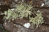 Sea ivory lichen