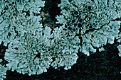 Physcia lichen