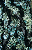 Powder-edged ruffle lichen