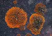 Powdered orange lichen