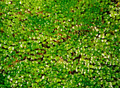 Moss growing on a rock in Amazon