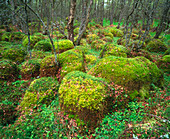 Polytrichum moss on woodland floor