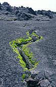 Moss growing on a volcanic vent