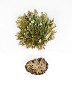 Resurrection plant before and after water