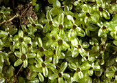 Moss (Rhizomnium pseudopunctatum)