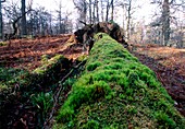 Mosses on fallen birch trunk
