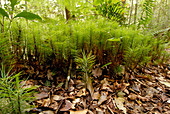 Dawsonia longifolia