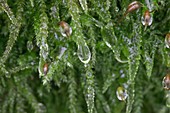Dew droplets on moss