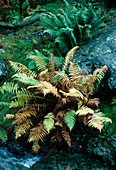 Autumn colours of fern,Dryopteris filix-mas