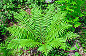 Shield fern (Dryopteris crassirhisoma)