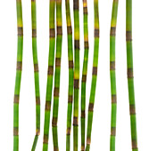 Horsetail stems (Equisetum sp.)