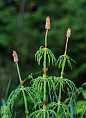 Horsetail (Equisetum pratense)