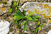 Rustyback fern (Ceterach officinarum)
