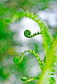 Young fern fronds