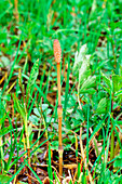 Common horsetail (Equisetum arvense)