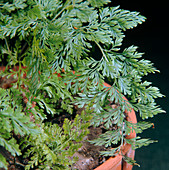 Squirrel's foot fern (Davallia mariesii)