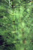 Horsetail (Equisetum sp.)