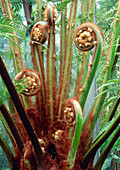 Tree fern (Dicksonia antarctica)