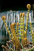 Scaly male fern (Dryopteris affinis)