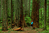 Mixed coniferous forest