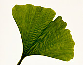 Leaf of Ginkgo biloba