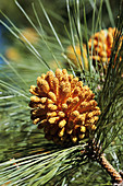 Canary pine cone