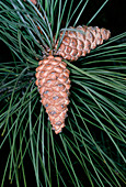 Female pine cones