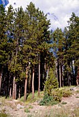 Lodgepole pine forest