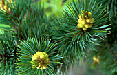 Bristlecone pine male cones