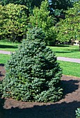 Serbian spruce tree