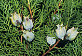 Cedar fruits