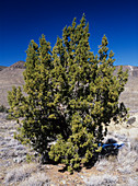 California juniper,Juniperus californica
