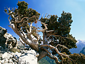 Italian cypress tree (Cupressus sp.)